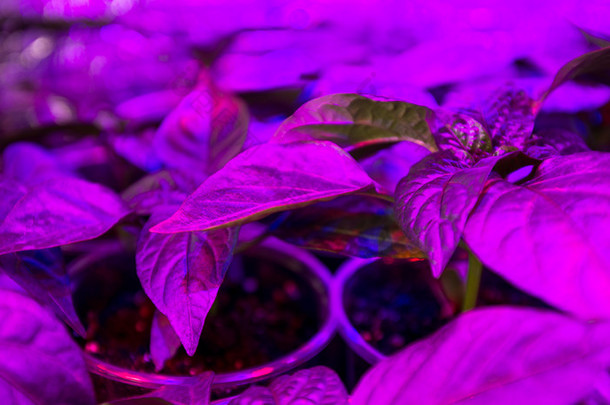 Led 照明生长植物