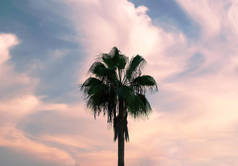 对天空与云彩的棕榈树
