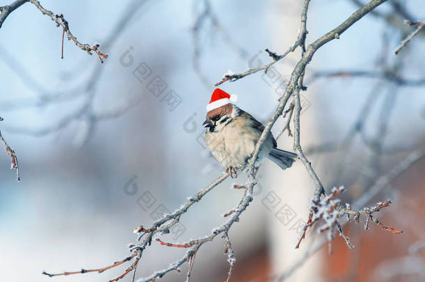 滑稽蓬松的麻雀在一个喜庆的红色帽子坐在树枝上覆盖着白色蓬松霜在圣诞公园