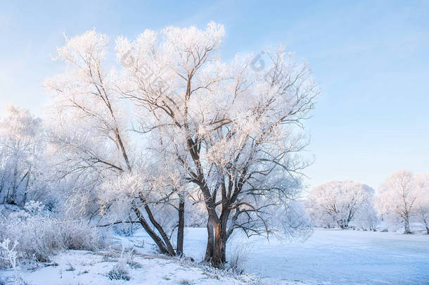 冬季圣诞节风景如画的背景与复制空间。下雪的风景, 树木覆盖着积雪, 户外。有色<strong>蓝色</strong>