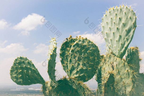 绿仙人掌<strong>植物</strong>照片