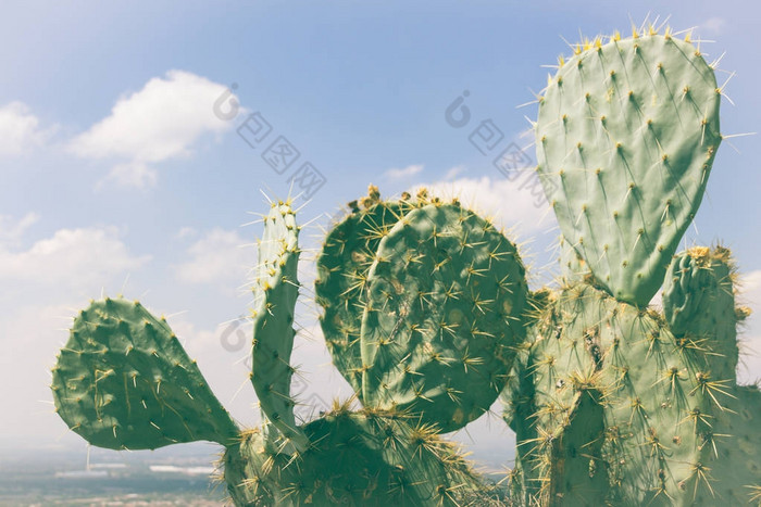 绿仙人掌植物照片