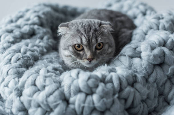 羊毛毯子上的猫