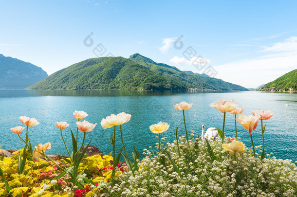 与<strong>天</strong>鹅、 卢加诺、 瑞士湖附近的花