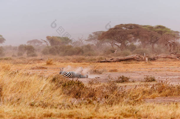 斑马躺在背上提起的沙漠
