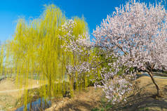 初春北京颐和园景观