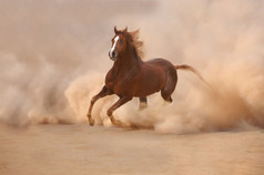 在沙漠风暴中的阿拉伯马