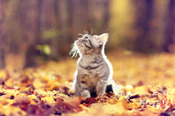 英国小猫在秋天的公园