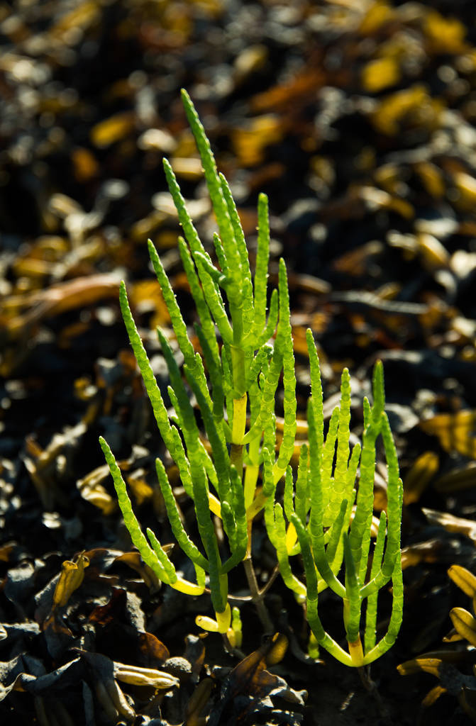 野生海蓬子或 Glasswort (海蓬子橄榄), 威尔士, 英国