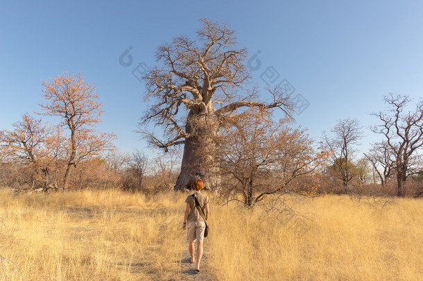 <strong>游客</strong>行走在非洲大草原走向巨大的猴面包树植物和相思树格罗夫。湛蓝的天空。冒险和探索在博茨瓦纳，抵最具吸引力的旅行在乎之一