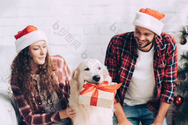 可爱的金毛猎犬与礼品盒在嘴和夫妇在<strong>圣诞老人帽子</strong>在圣诞节在家里