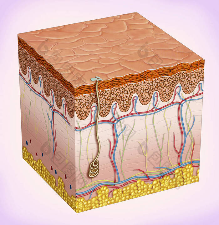 皮肤示意图。它提供保护和隔离环境有机体。有三个主要的层 thethey 组成: 表皮, 真皮, 皮下组织和皮肤配件如头发, 皮脂腺和 