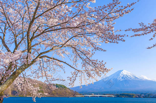 樱花的樱花开花和富士山