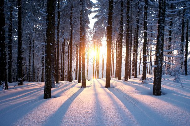 木头在冬天的黄昏