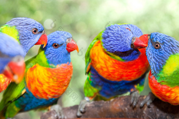 澳大利亚彩虹彩虹小鹦鹉喂食