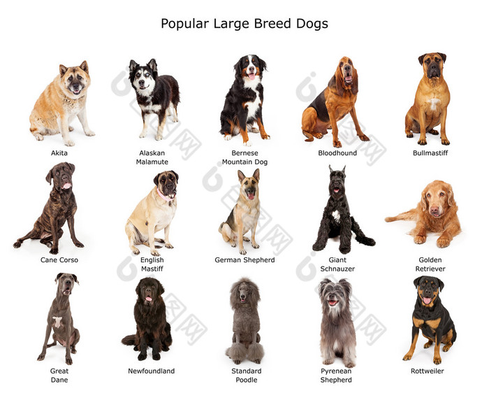 最受欢迎的大型犬的集合图片-包图网企业站
