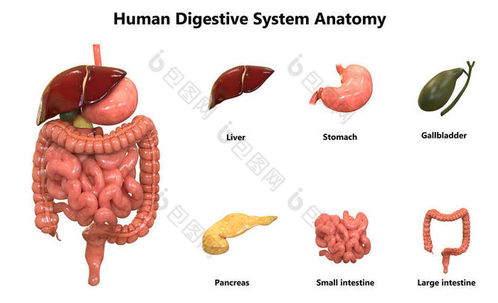 人体器官系统解剖学的3d插图