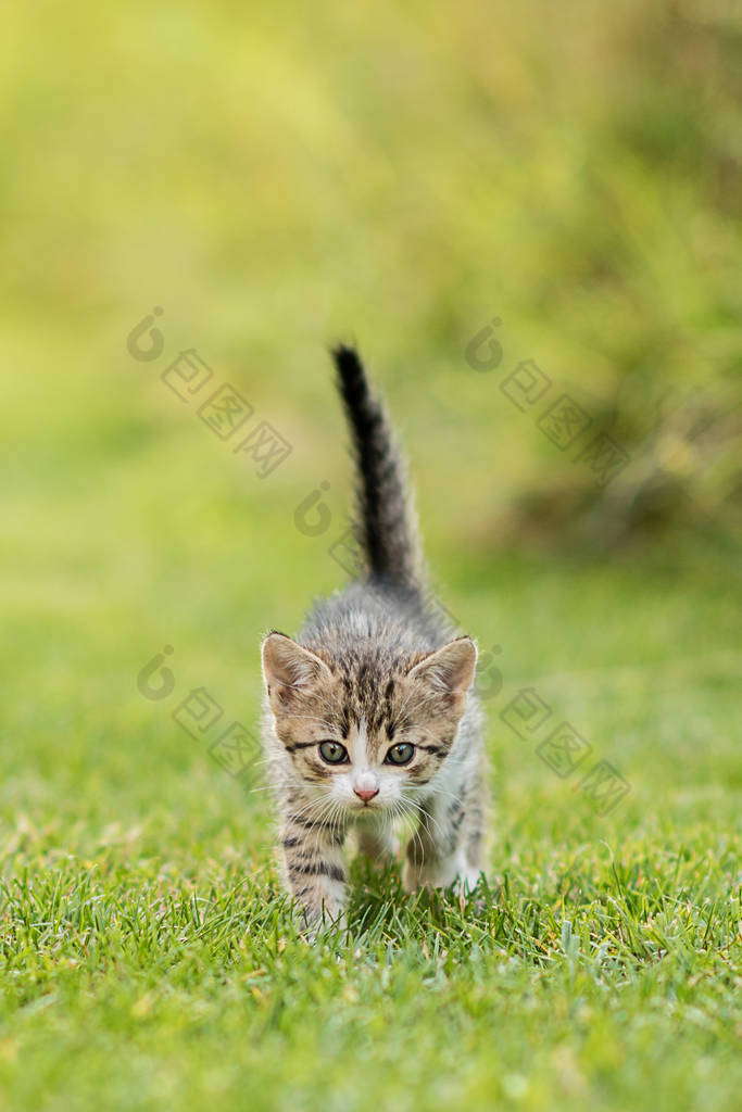 可爱的小猫，在绿草背景的花园里 