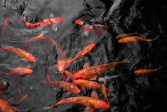 鲜红的科伊鱼在开阔的池塘里游来游去，红、白、橙的鱼在开阔的水里游来游去