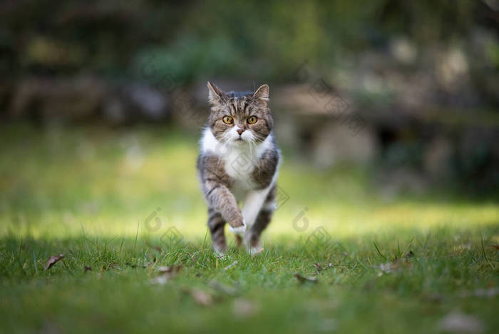 英国短毛猫在草坪上奔跑