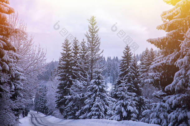 白雪覆盖的云杉树
