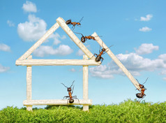 构建木房子的蚂蚁团队