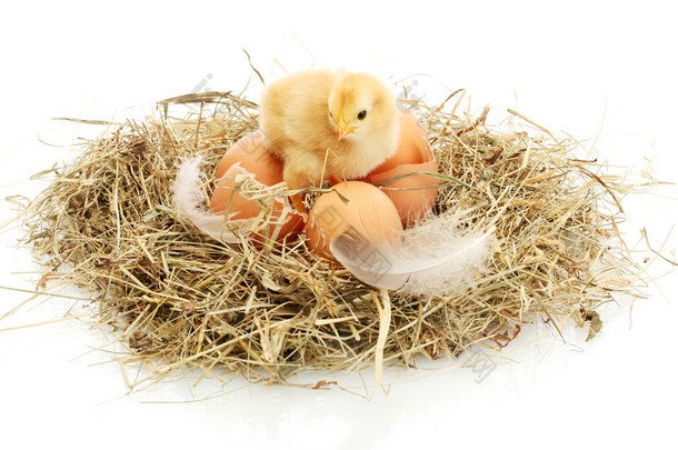 美丽小鸡、 <strong>鸡蛋</strong>和蛋壳在巢里，在白色隔离