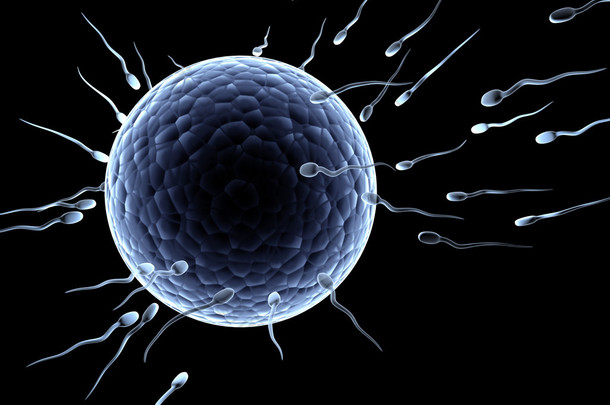 spermatozoons，漂浮到胚珠