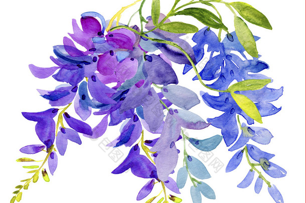 水彩的紫藤花