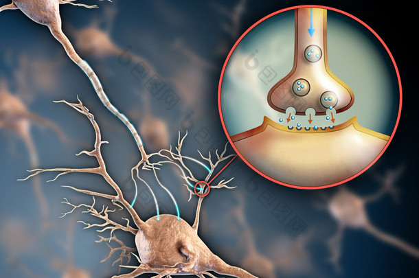 神经元突触
