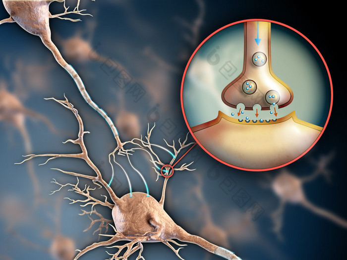 神经元突触