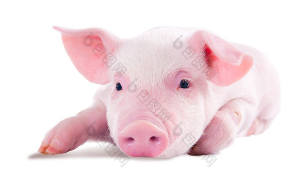 粉红色的猪。白色背景上孤立