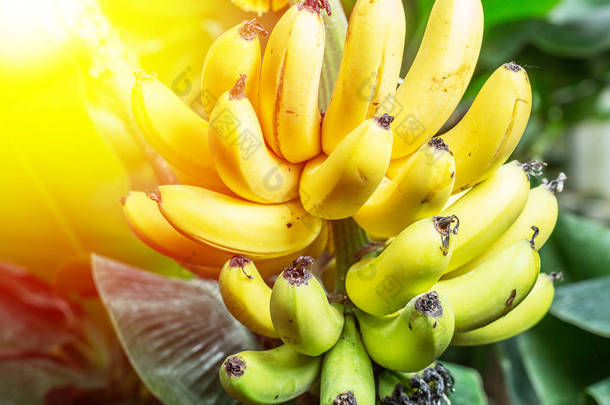 成熟串香蕉放在手心.