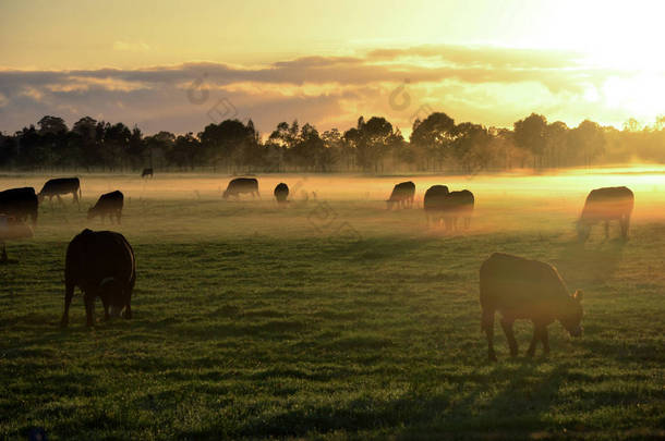 澳大利亚新南威尔士莫佩斯的日出<strong>时分</strong>, 一群奶牛在清晨的薄雾中放牧的乡村景观