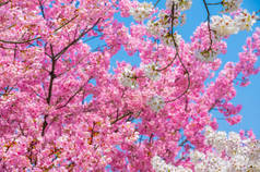 春暖花开春花盛开的武汉东湖樱花花园