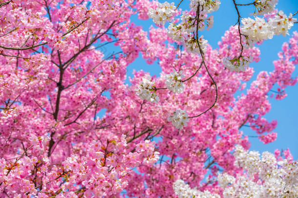 春暖花开春花盛开的武汉东湖樱花花园