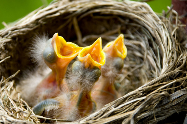 三个宝贝知更鸟在巢中
