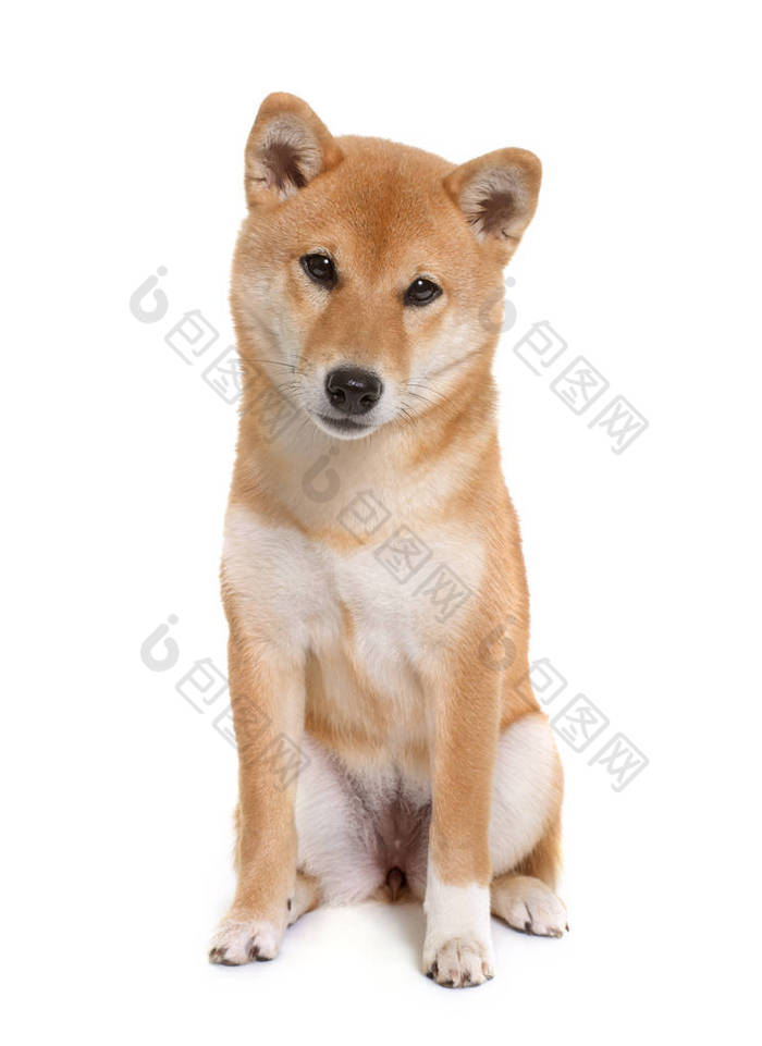 年轻 shiba inu