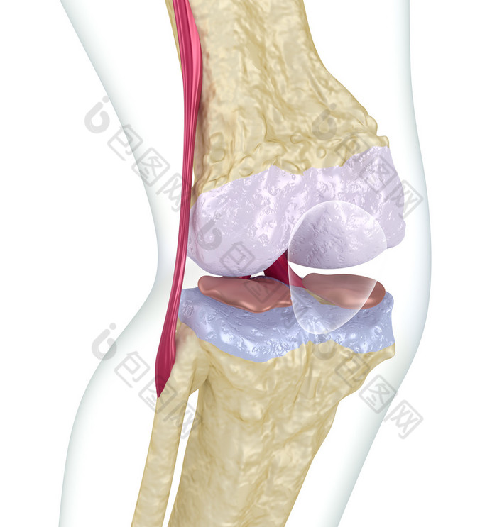 骨质疏松症的膝盖关节.