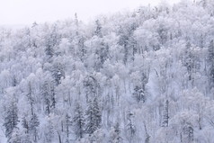 雪白色的树，北海道，日本