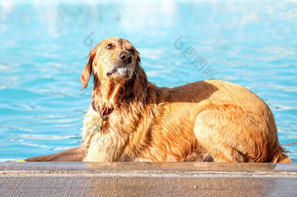在当地的公共游泳池的狗