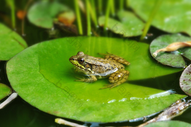 常见<strong>水</strong>蛙