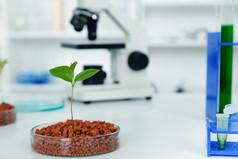 转基因植物在皮氏培养皿.ecology 实验室测试