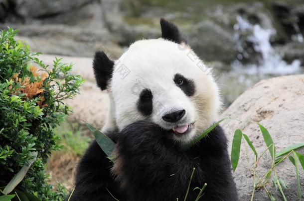 美丽的熊猫