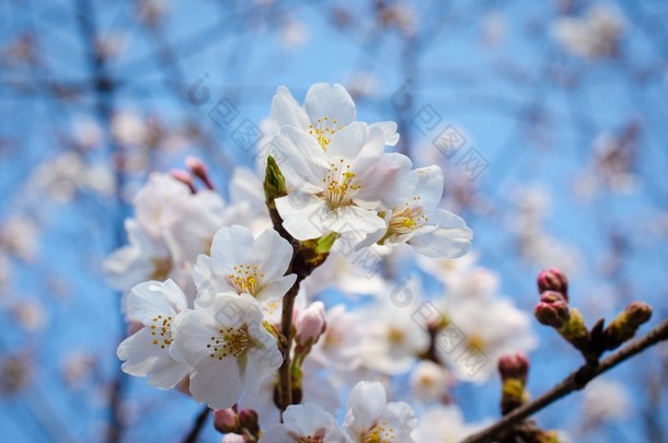 白樱桃花