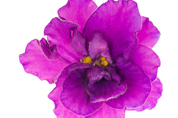 明亮丁香单个孤立紫罗兰花