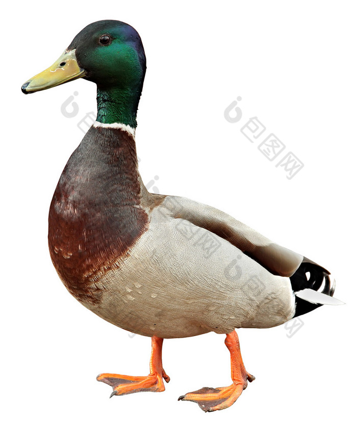 Mallard Duck有快捷方式色彩斑斓的野鸭，背景为白色