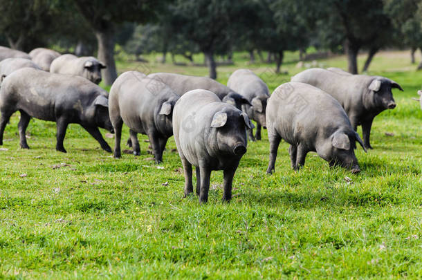 在绿色的草原上放牧的伊比利亚猪群.