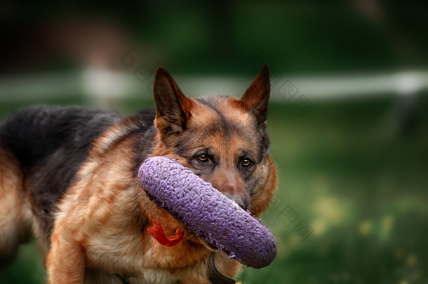 牧羊犬抓飞盘