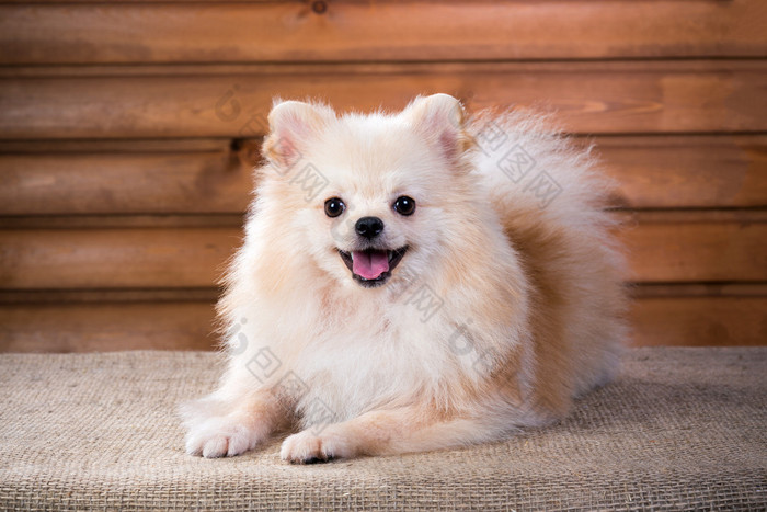 肖像博美犬狗